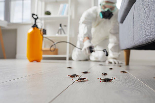 Commercial Kitchen Cockroach Control in Waipio